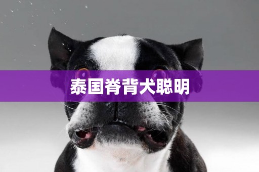 泰国脊背犬聪明